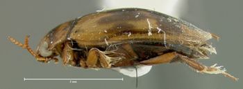 Media type: image;   Entomology 32560 Aspect: habitus lateral view